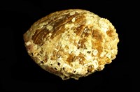 藏品(紅鮑螺)的圖片